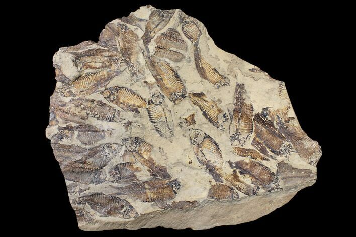 12.4" Fossil Fish (Gosiutichthys) Mortality Plate - Lake Gosiute